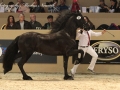 IMG_2740-028_Keimpe_vd_Demro_Stables
