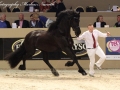 IMG_2743-028_Keimpe_vd_Demro_Stables