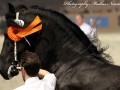 IMG_0188-Aarnold471