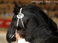 IMG_9345-Aarnold-471