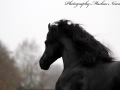 IMG_9213-Alwin469