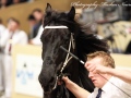 IMG_7285-Andries-415