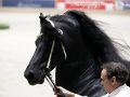 IMG_2541-Bartele-472