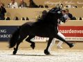 IMG_9384-Bartele-472