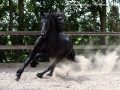 IMG_1238-Bikkel-470