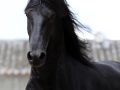 IMG_1244-Bikkel-470