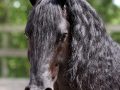 IMG_1322-Bikkel-470