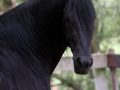 IMG_1378-Bikkel-470