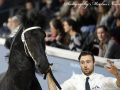 IMG_2841-Elger-536