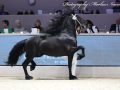 IMG_2863-Elger-536