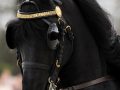 IMG_9964-hk-Faust-523