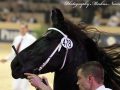 IMG_8377-Fonger-478