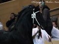 IMG_0409-Gjalt-426