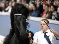 IMG_4453-Hildwin-528