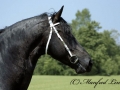 crw_0005-ielke382-ml