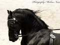 IMG_0763-Jasper-366