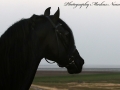 IMG_4479-Jasper-366