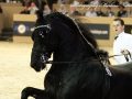 IMG_6129-Jasper-366