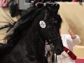 IMG_9126-Jasper-366