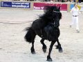IMG_9650-Jasper-366