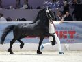 IMG_2928-Jeppe-537