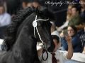 IMG_2946-Jeppe-537