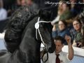 IMG_2947-Jeppe-537