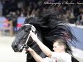 IMG_2993-Jeppe-537