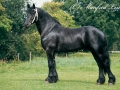 jildert299-35