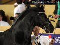 IMG_0781-Jorn-430