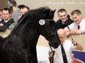 IMG_7948-Jorn-430