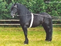 Liekele-10