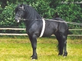 Liekele-9