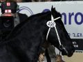IMG_6854-Rommert-498