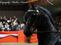 IMG_4036-Sipke-450