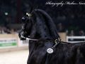 IMG_4854-Sipke-450
