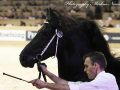 IMG_5251-Sipke-450