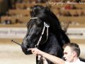 IMG_9558-Sipke-450