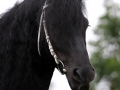 img_0006-sjouke453
