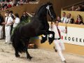 IMG_1027-Stendert-447