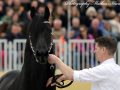 IMG_0277-Tjebbe-500