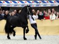 IMG_0312-Tjebbe-500