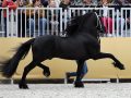 IMG_0329-Tjebbe-500