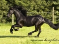 crw_7804-tonis393