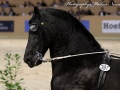 IMG_8175-Tsjalke-397