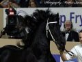 IMG_7336-Tymen-503