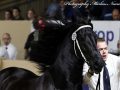 IMG_7929-Wardy-509