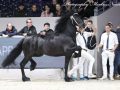 IMG_9537-Wardy-509