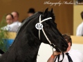 IMG_9679-Wikke-404