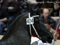 IMG_9753-Wikke-404